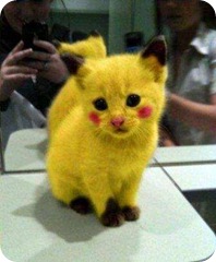 желтый котенок